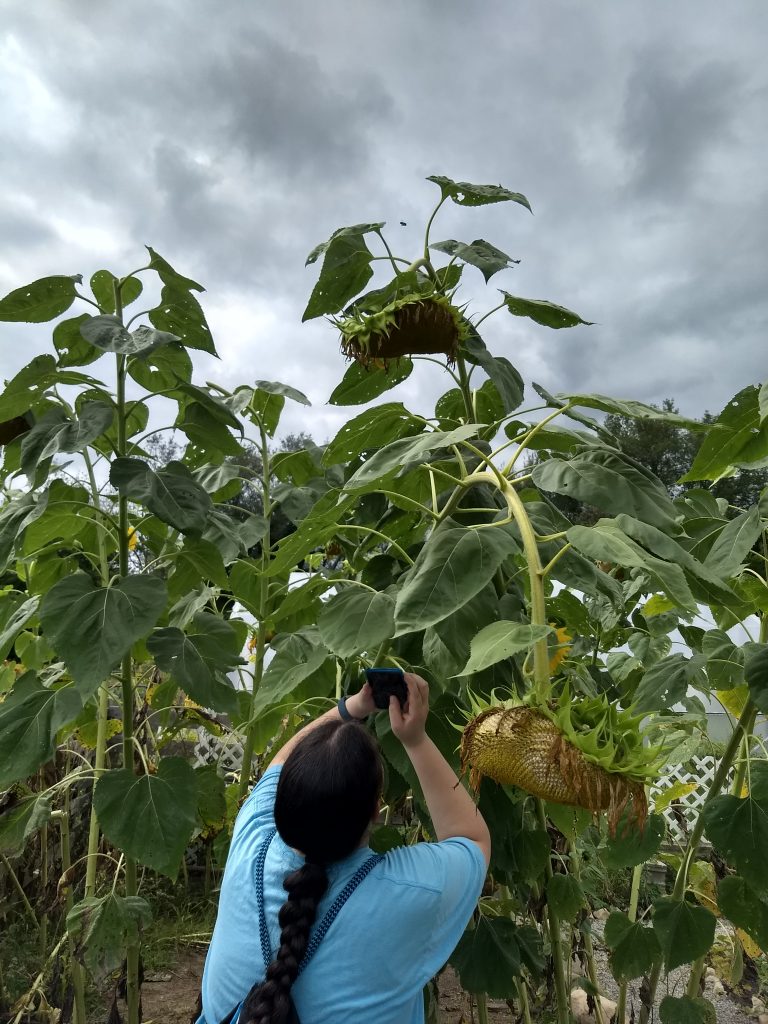 Jessie taking a picture of a mammoth sunflower.