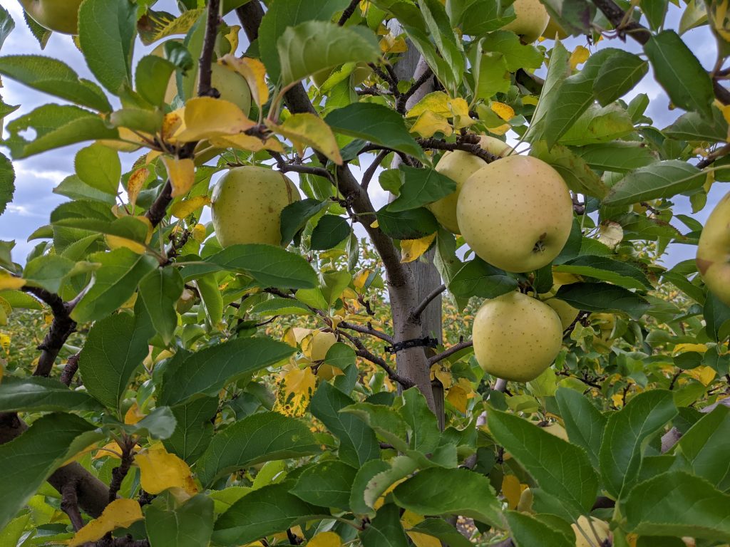 Shizuka Apples in the tree