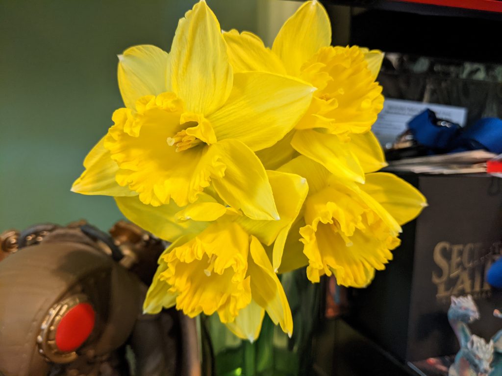 Fresh daffodils
