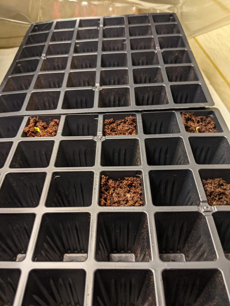 A seed starter kit