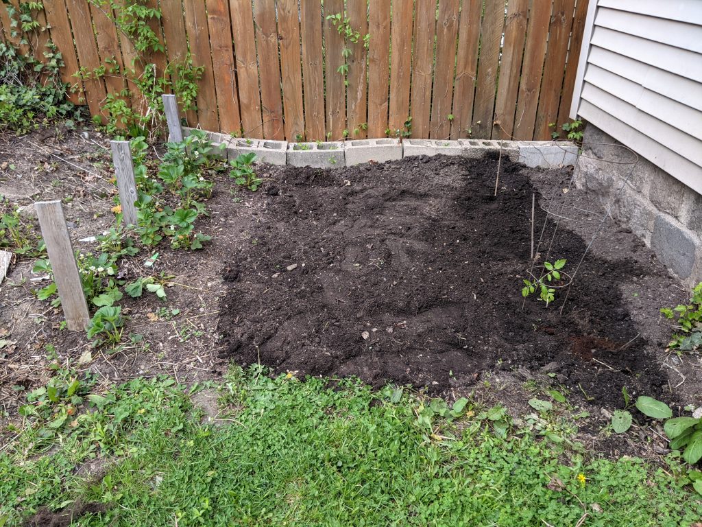 A patch of ground with some plants and strawberries.