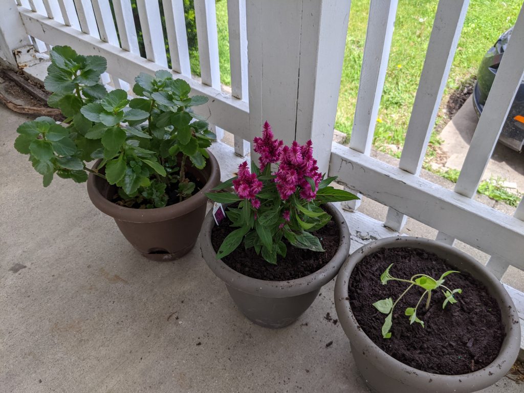 Three pots; one with a kalanchoe, one with a celosia, and one with a tomato plant.